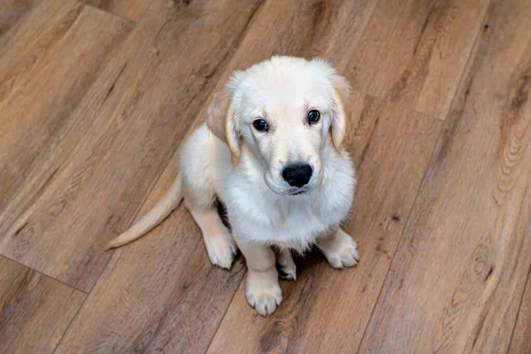 Evin Oturma Odasındaki Modern Vinil Panellerde Oturan Golden Retriever Köpeği — Stok fotoğraf