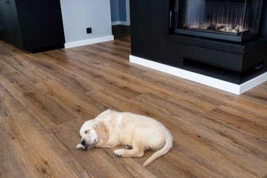 Evin oturma odasındaki modern vinil panellerde uyuyan golden retriever köpeği, arka plandaki görünür şömine..