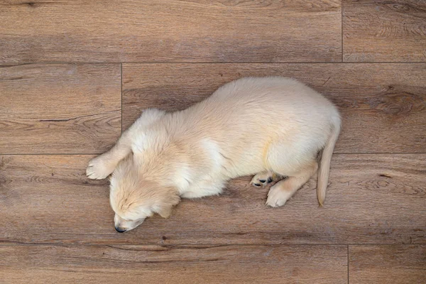 Cachorro Golden Retriever Dormindo Painéis Vinil Modernos Sala Estar Casa — Fotografia de Stock