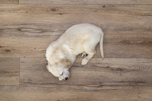 Cachorro Golden Retriever Dormindo Painéis Vinil Modernos Sala Estar Casa — Fotografia de Stock