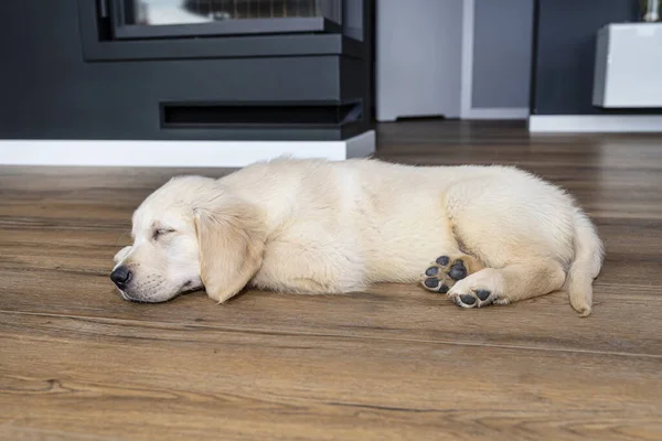 Evin Oturma Odasındaki Modern Vinil Panellerde Uyuyan Golden Retriever Köpeği — Stok fotoğraf