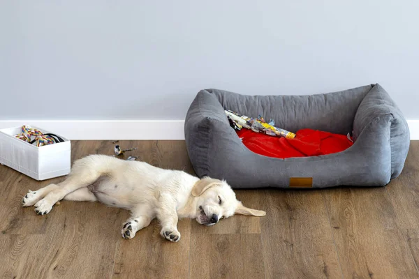Golden Retriever Puppy Slaapt Moderne Vinyl Panelen Woonkamer Van Een — Stockfoto