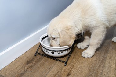 Golden retriever köpeği, bir evin oturma odasındaki modern vinil panellerde durur ve seramik bir kaseden su içer..