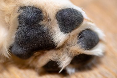 Erkek bir golden retriever köpeğinin pençelerinin makro fotoğrafı, görünür pençeler..