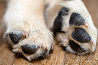 Erkek bir golden retriever köpeğinin pençelerinin makro fotoğrafı, görünür pençeler..