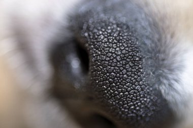 Erkek Golden Retriever köpek yavrusundan bir köpek burnunun makro fotoğrafı, görünen bıyıklı..