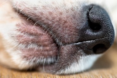 Erkek Golden Retriever köpek yavrusundan bir köpek burnunun makro fotoğrafı, görünen bıyıklı..