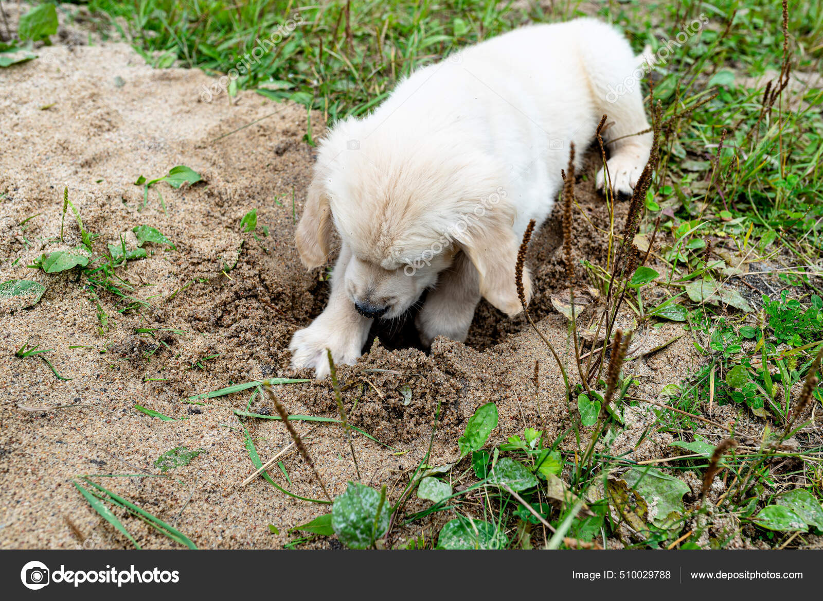 Male Golden Retriever Puppy Digging Hole Pile Sand Backyard Stock Photo