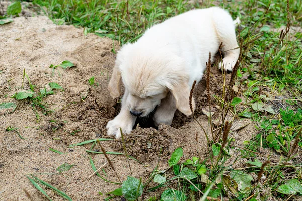 Mężczyzna Golden Retriever Szczeniak Kopie Dziurę Stosie Piasku Podwórku — Zdjęcie stockowe