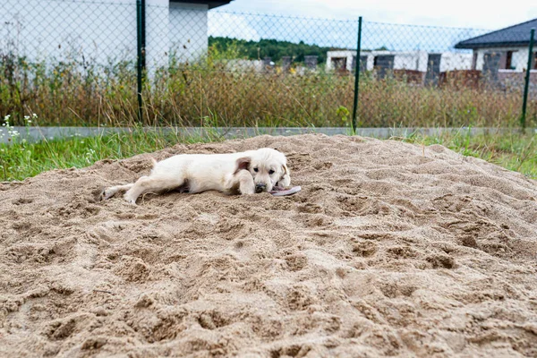 Male Golden Retriever Puppy Bites Womens Flip Flops Pile Sand — Stock Photo, Image