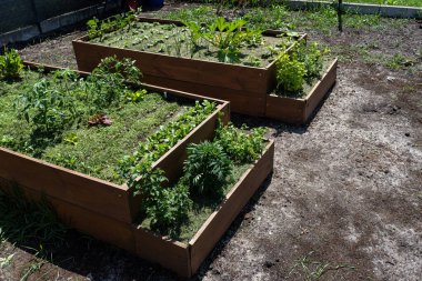 Çimen serpilmiş çeşitli sebzelerle dolu ahşap bir sandık onları güneşten korur..