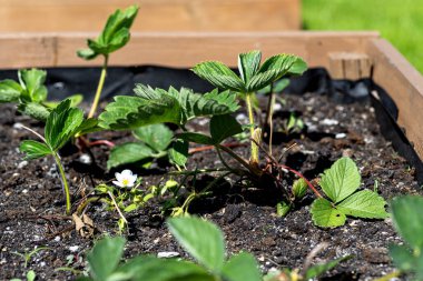 Bahçedeki çimlerin üzerinde duran ahşap bir sandık. Çeşitli sebzelerle yakın plan..