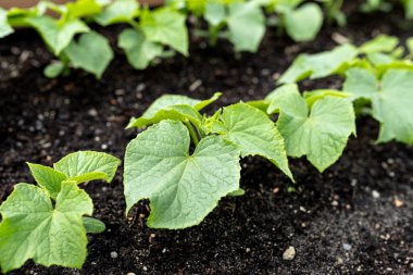 Bahçedeki çimlerin üzerinde duran ahşap bir sandık. Çeşitli sebzelerle yakın plan..