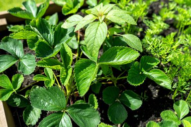 Bahçedeki çimlerin üzerinde duran ahşap bir sandık. Çeşitli sebzelerle yakın plan..