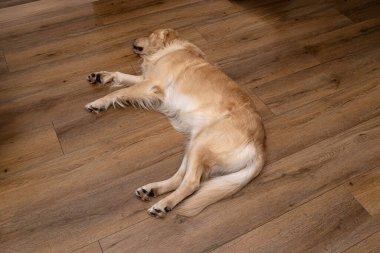 Genç Golden Retriever köpeği ağaçta huzur içinde uyuyor. Evde vinil döşeme var.