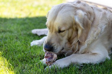 Golden retriever köpeği yeşil çimenlerde uzanıyor, dışarıda çiğ kemikleri çiğniyor.