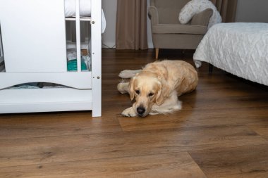Golden Retriever köpeği modern bir yatak odasındaki bir bebek beşiğinin yanında ahşap zeminde yatıyor.