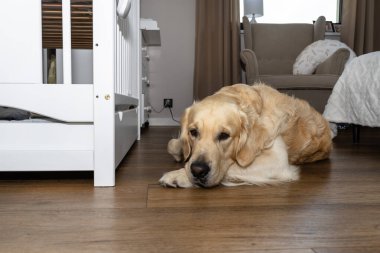 Golden retriever köpeği ahşap zeminde yatıyor, bir bebek beşiğini koruyor.