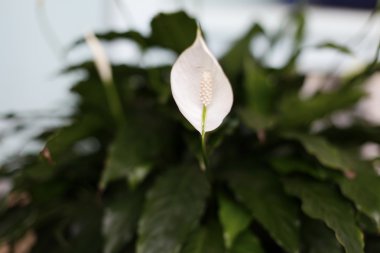 Yeşil yapraklı beyaz çiçek.