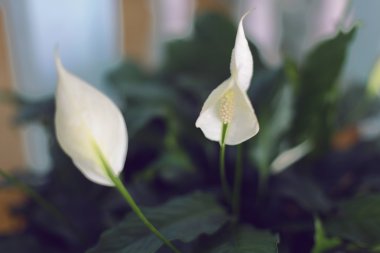 Yeşil yapraklı beyaz çiçek.