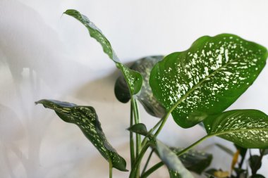 Yeşil yapraklı beyaz çiçek.