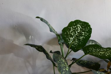 Yeşil yapraklı beyaz çiçek.