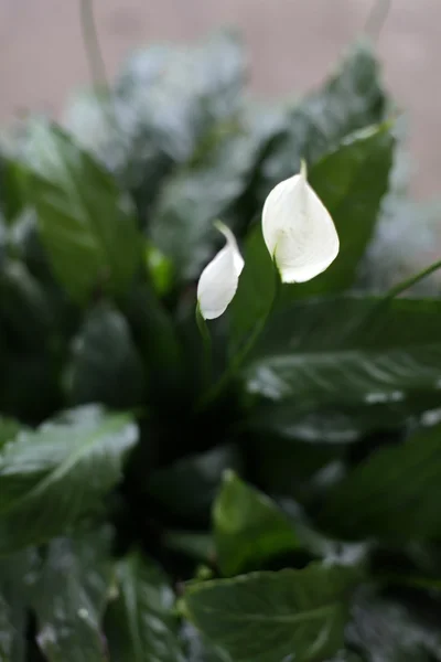 Белый цветок с зелеными листьями. — стоковое фото