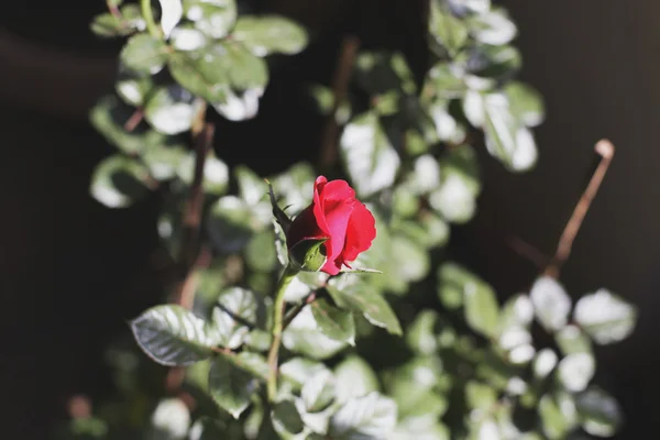 Rote Rose im Blumentopf — Stockfoto