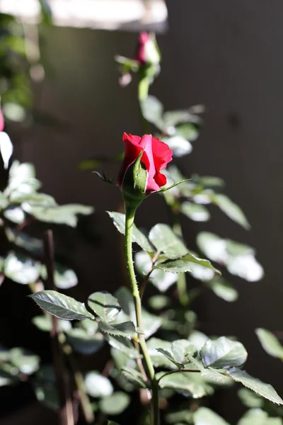 Röd ros i blomkrukan — Stockfoto