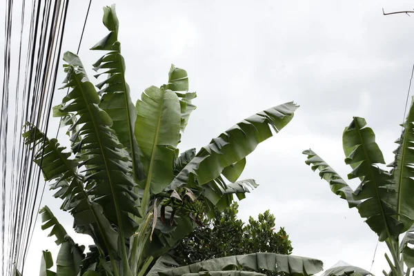 Banana leaf bakgrundsbelyst sun - bakgrund — Stockfoto