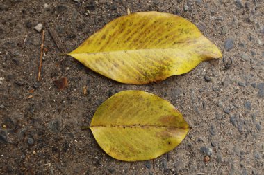 düşmüş sonbahar yaprak, el, bacak altında ve asfalt zemin üzerine