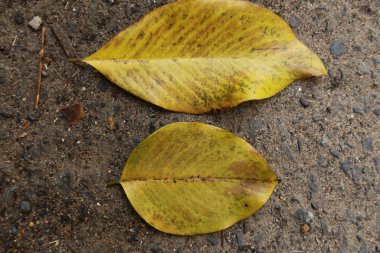 düşmüş sonbahar yaprak, el, bacak altında ve asfalt zemin üzerine