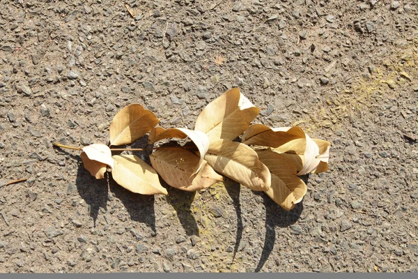 La hoja caída de otoño, en la mano, debajo de la pierna, y sobre el fondo de asfalto — Foto de Stock