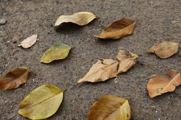 秋天的秋天的叶子, 在手, 在腿下, 并在停机坪上的背景 — 图库照片