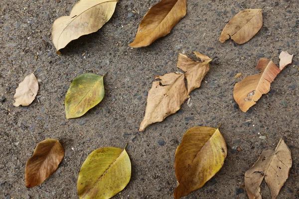 秋天的秋天的叶子, 在手, 在腿下, 并在停机坪上的背景 — 图库照片