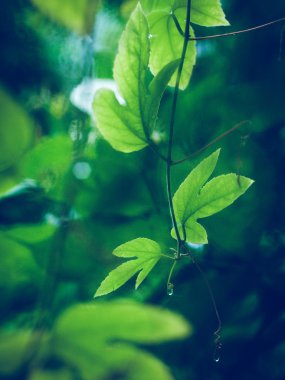 su damlaları, makro, doğa arka plan ile yaprak yeşil