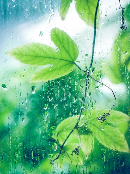 Folha verde com gotas de água, macro, fundo da natureza — Fotografia de Stock