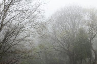 yumuşak orman arka plan, Vietnam Kuzey