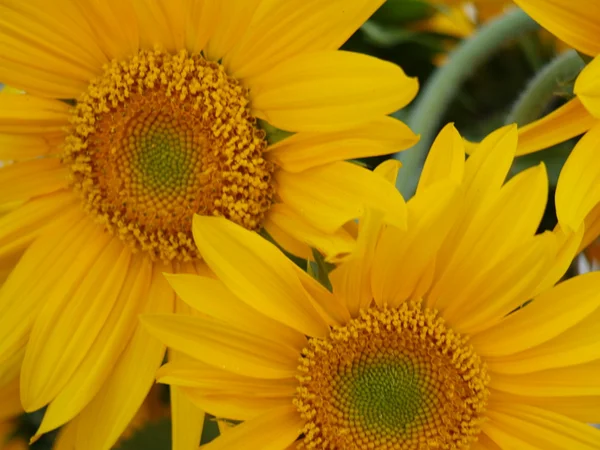 Sonnenblumen auf dem Feld — Stockfoto