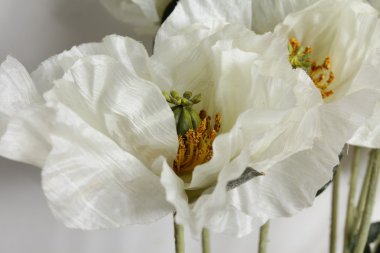 Beyaz arkaplanda çiçekler