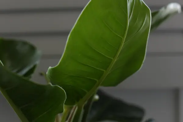 Färska blad av basilika isolerad på vit bakgrund. Urklippsbana ingår — Stockfoto