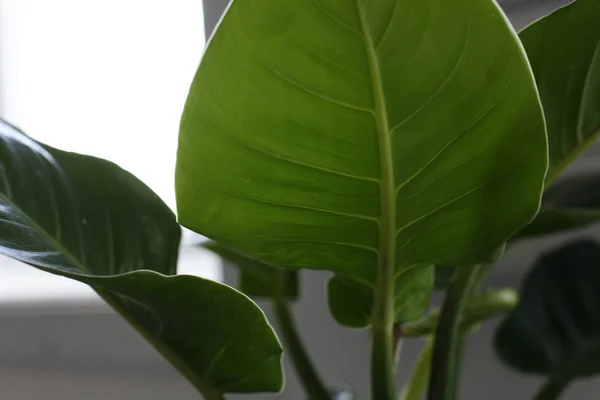 Färska blad av basilika isolerad på vit bakgrund. Urklippsbana ingår — Stockfoto