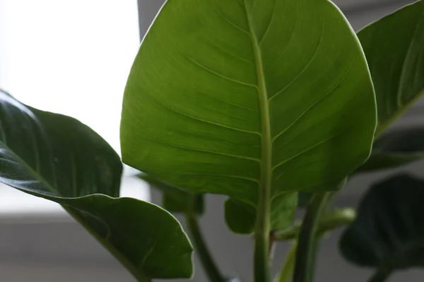 Färska blad av basilika isolerad på vit bakgrund. Urklippsbana ingår — Stockfoto