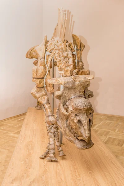 Καυκάσιος Ρινόκερος της Σιβηρίας. Γεωλογική ηλικία: 1.4 εκατομμυρίων ετών — Φωτογραφία Αρχείου