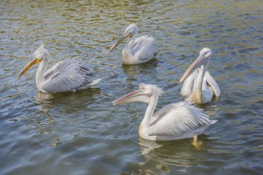 Grup Pelikan beslenmesi için bekliyor