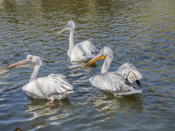 Grupo de pelicanos à espera de alimentação — Fotografia de Stock