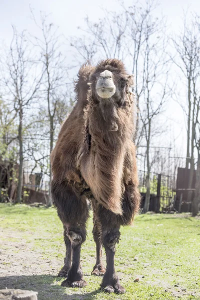 Camelos bactrianos na fazenda da primavera — Fotografia de Stock