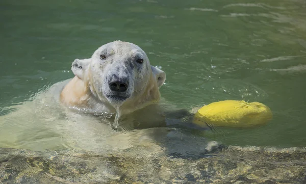 Happy polar bear swims — Stock Photo, Image
