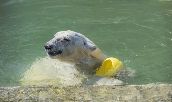 Happy polar bear swims — Stock Photo, Image