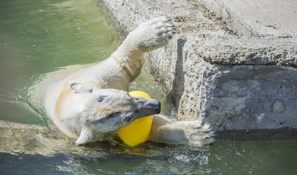 Счастливый белый медведь плавает — стоковое фото